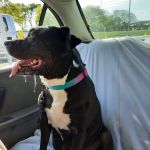 Banfield Pet Hospital