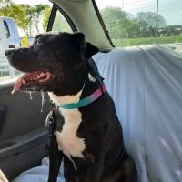 Banfield Pet Hospital ico