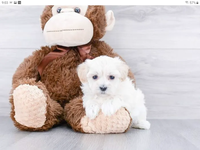 VCA Beavercreek Animal Hospital Picture 5