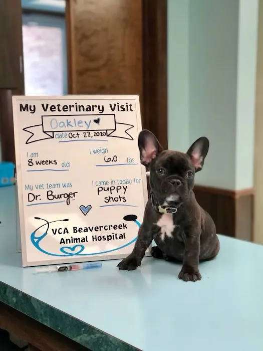 VCA Beavercreek Animal Hospital Picture 2