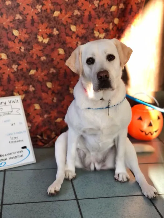 VCA Beavercreek Animal Hospital Picture 1