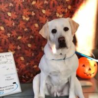 VCA Beavercreek Animal Hospital ico