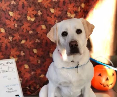 VCA Beavercreek Animal Hospital
