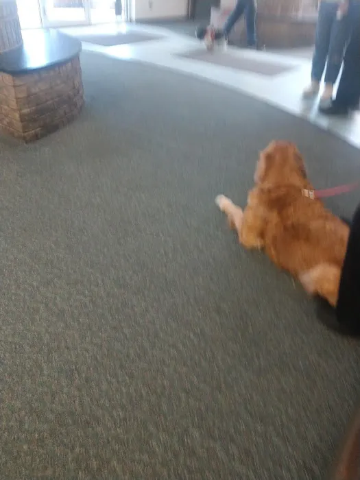 Beavercreek Animal Hospital: Wireman T J DVM Picture 1