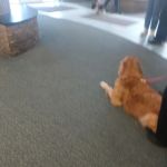 Beavercreek Animal Hospital: Wireman T J DVM