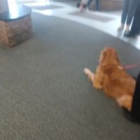Beavercreek Animal Hospital: Wireman T J DVM ico