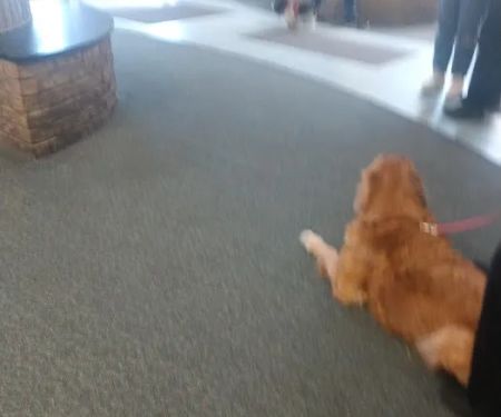 Beavercreek Animal Hospital: Wireman T J DVM