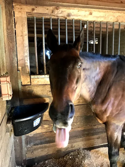 Lebanon Equine Clinic Picture 2