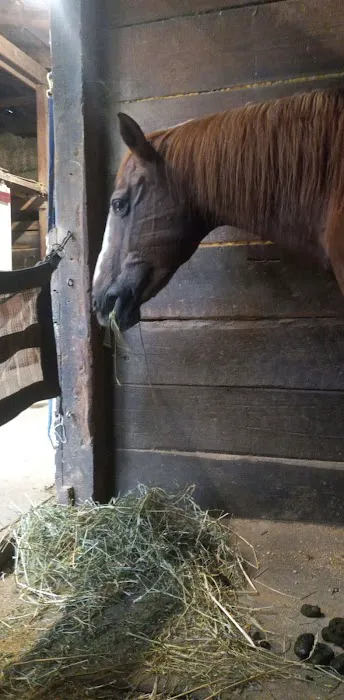 Lebanon Equine Clinic Picture 7