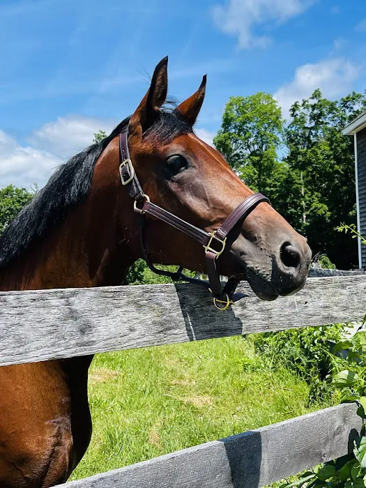 Lebanon Equine Clinic Picture 4
