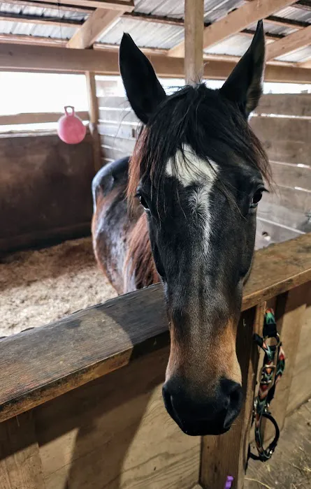 Lebanon Equine Clinic Picture 1