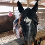 Lebanon Equine Clinic
