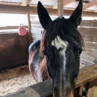 Lebanon Equine Clinic ico