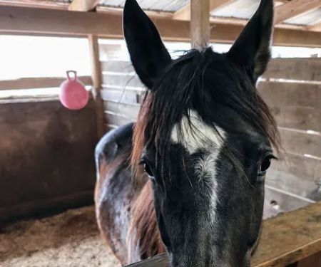 Lebanon Equine Clinic
