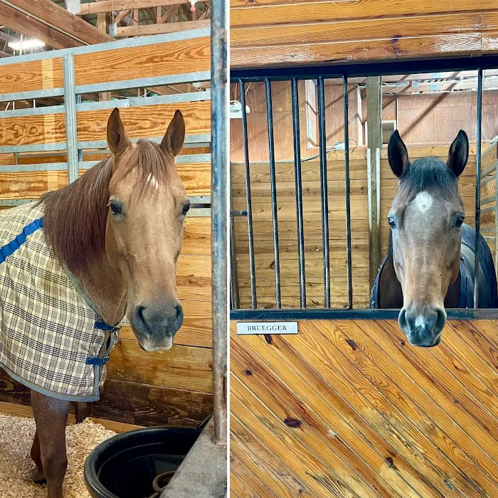 Lebanon Equine Clinic Picture 5