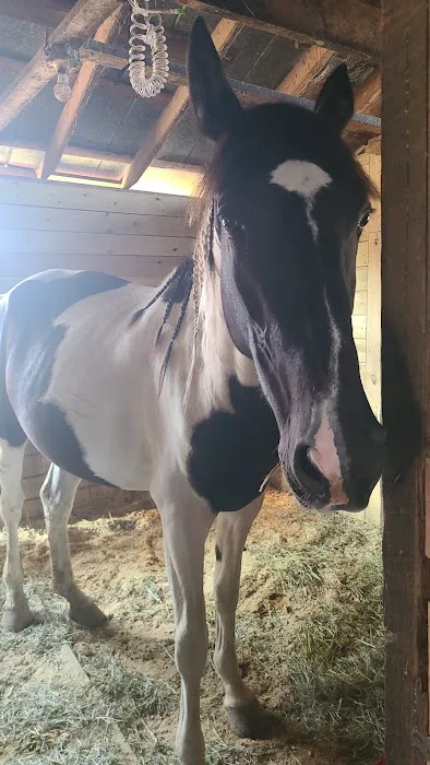 Lebanon Equine Clinic Picture 6