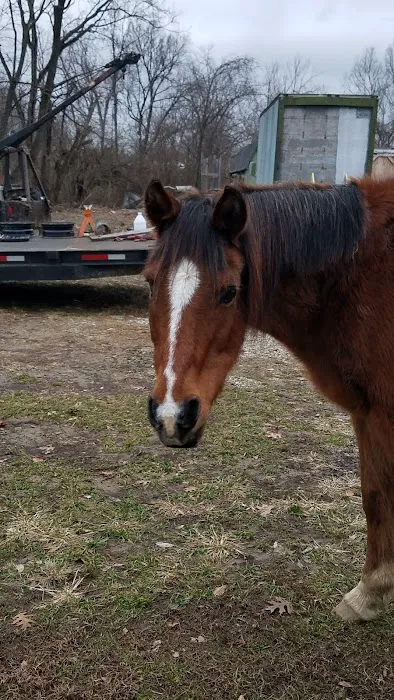 Lebanon Equine Clinic Picture 9