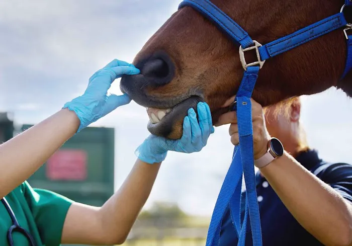 Lebanon Equine Clinic Picture 3