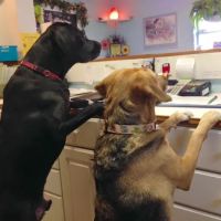 Countryside Animal Hospital ico