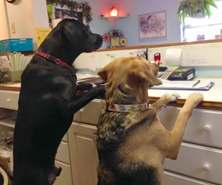 Countryside Animal Hospital