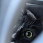Fairborn Animal Hospital