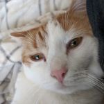Apple Valley Animal Hospital