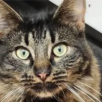 Animal Medical Center of Springboro ico