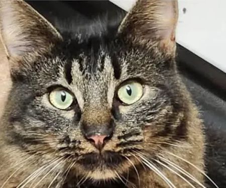 Animal Medical Center of Springboro