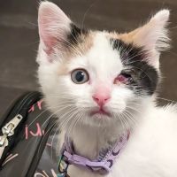 Banfield Pet Hospital ico
