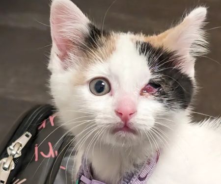Banfield Pet Hospital