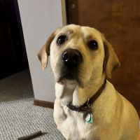 Covenant Animal Clinic - Centerville ico
