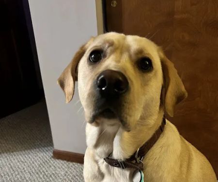 Covenant Animal Clinic - Centerville