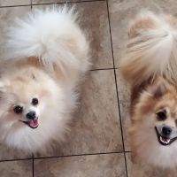 Indian Ripple Veterinary Clinic ico
