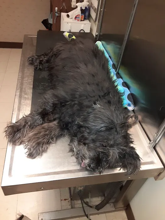 Indian Ripple Veterinary Clinic Picture 4