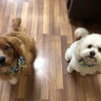 Miami Valley Animal Hospital ico
