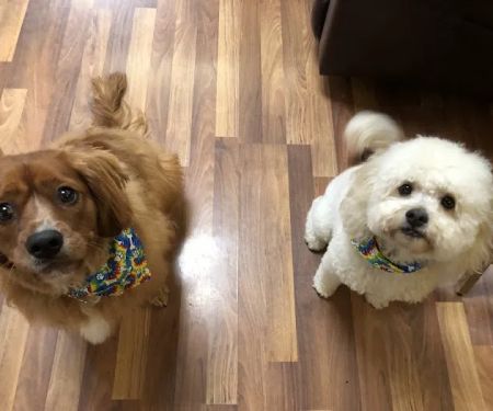Miami Valley Animal Hospital