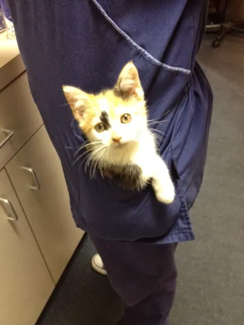 Animal Care Unlimited Picture 5