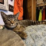 Capital City Spay and Neuter Clinic