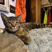 Capital City Spay and Neuter Clinic ico