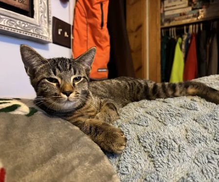 Capital City Spay and Neuter Clinic