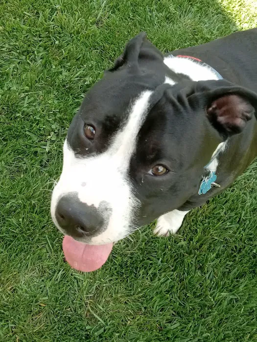Capital City Spay and Neuter Clinic Picture 8