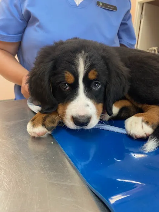 Muirfield Animal Hospital Picture 2