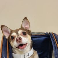 Muirfield Animal Hospital ico