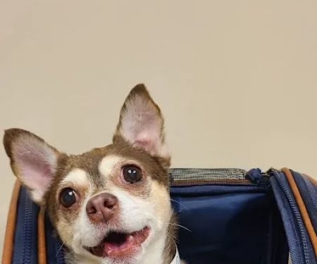 Muirfield Animal Hospital