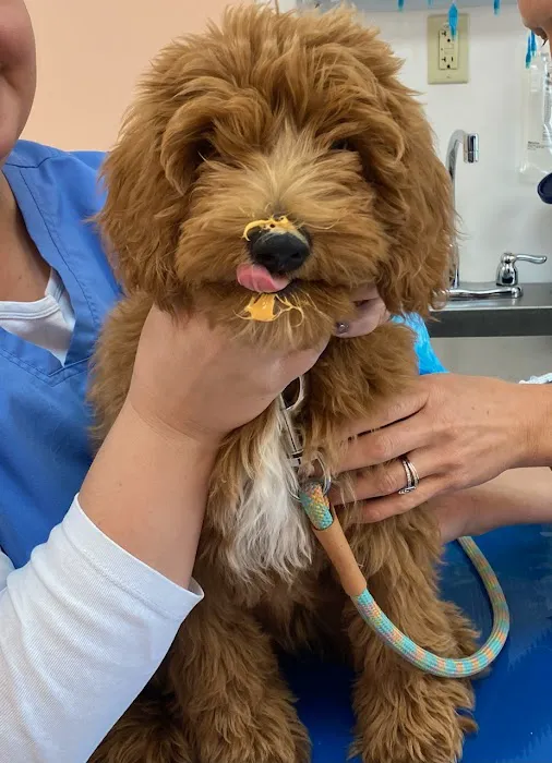 Muirfield Animal Hospital Picture 7