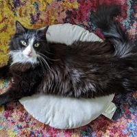 City Paws ico