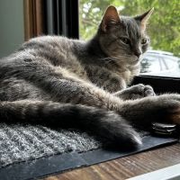 Cats Only Veterinary Clinic ico