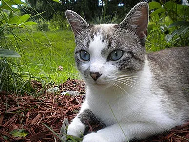 Cats Only Veterinary Clinic Picture 10