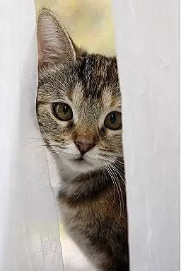 Cats Only Veterinary Clinic Picture 8