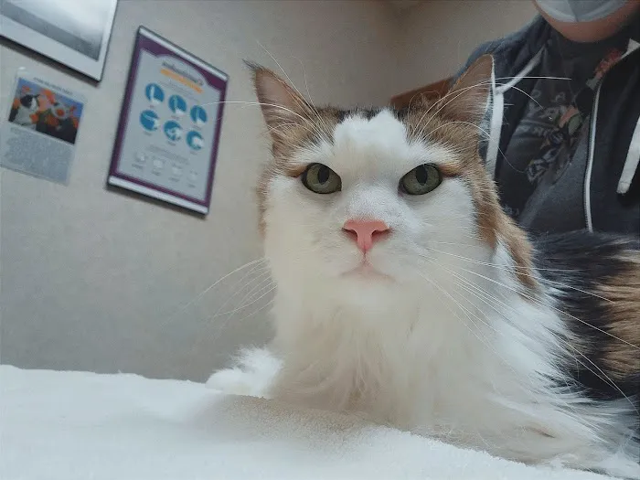 Cats Only Veterinary Clinic Picture 9
